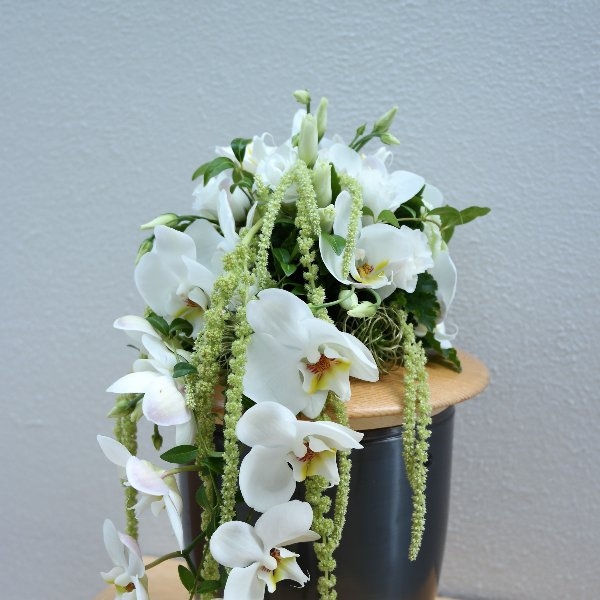 Weiße Orchidee Bild 1