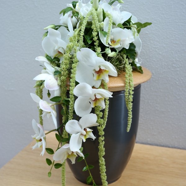 Weiße Orchidee Bild 2